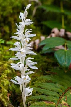 Phantom Orchid Stock Photos
