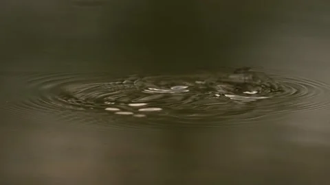 Phantom Super Slow Motion Water bug jumping Stock Footage 204653958