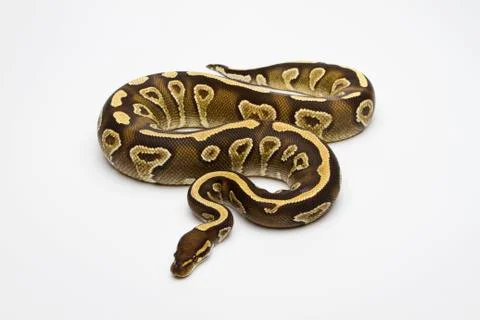 Phantom yellow belly ball python or royal python (python regius), female 스톡 사진
