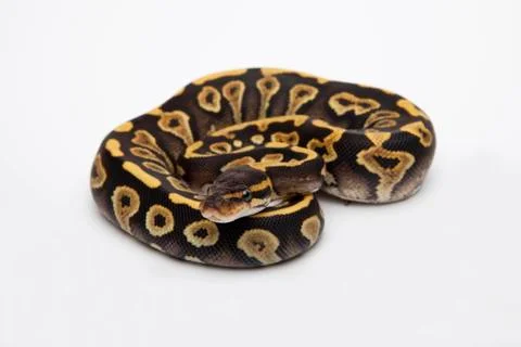 Phantom yellow belly ball python or royal python (python regius), female Stock-Fotos