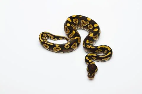 Phantom yellow belly ball python or royal python (python regius), male Foto stock