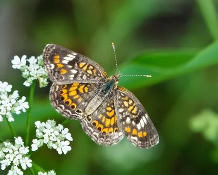 Phaon Crescent butterfly Stock Photos
