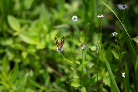 Phaon Crescent Butterfly Stock Photos