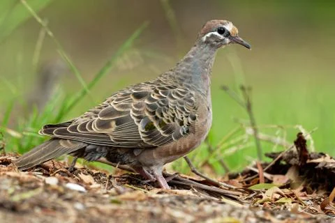 Phaps chalcoptera - Common Bronzewing on the grass Stock Photos