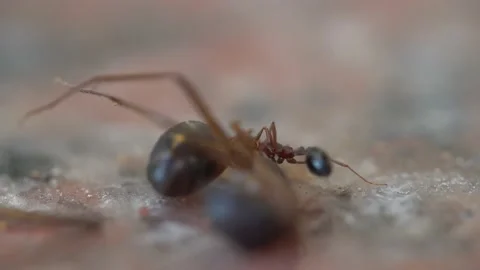 Pharaoh Ant (Monomorium) very close macro view of ant pulling apart a larger ant Stock Footage 144337406