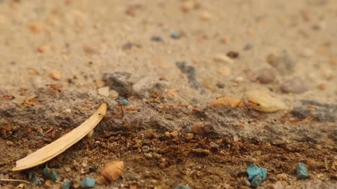 Pharaoh ants walking in line on the stone floor. The ants are looking food 스톡 동영상 239812100