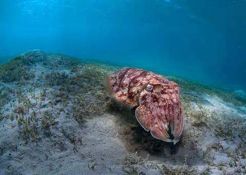 Pharaoh cuttlefish Stock Photos