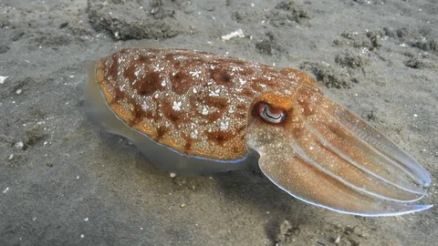 Pharaoh cuttlefish (Sepia pharaonis) swims near sea floor Stock-Footage 87290823