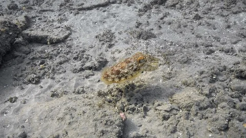 Pharaoh cuttlefish (Sepia pharaonis) swims near sea floor Video stock 87292079