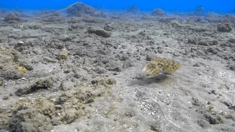 Pharaoh cuttlefish (Sepia pharaonis) swims near seabed Stock Footage 87292154