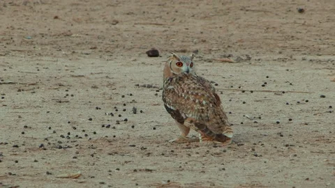 Pharaoh eagle-owl (Bubo ascalaphus) Standing on the desert ground and flying Video stock 179508282