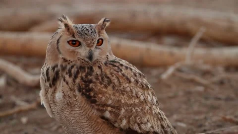 Pharaoh eagle-owl (Bubo ascalaphus) Video stock 179508291