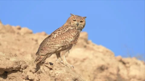 Pharaoh Eagle-Owl Calling from Rocky Ridge Against Blue Sky Stock Footage 342487965