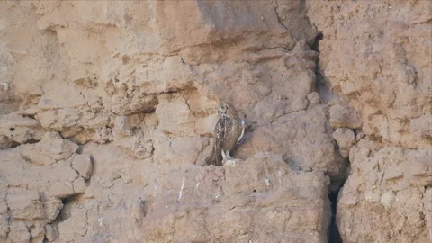 Pharaoh Eagle-Owl Camouflaged on Sandy Cliff Ledge in Wide Desert Shot 4K Stock Footage 340276864
