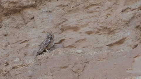 Pharaoh Eagle-Owl Perched Alert on Sandy Desert Cliff Face in Warm Daylight 4K Stock Footage 340276979