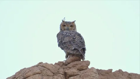 Pharaoh Eagle-Owl Perched Alert on Rocky Pinnacle Against Pale Sky 4K Stock Footage 340293335