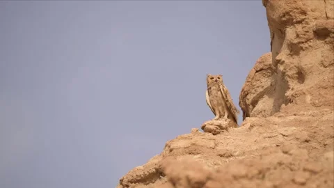 Pharaoh Eagle-Owl Perched on the Edge of a Desert Earth Mound Vídeo Stock 342488231