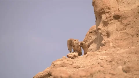 Pharaoh Eagle-Owl Perched on a Rugged Desert Rock Formation Stock Footage 344198833