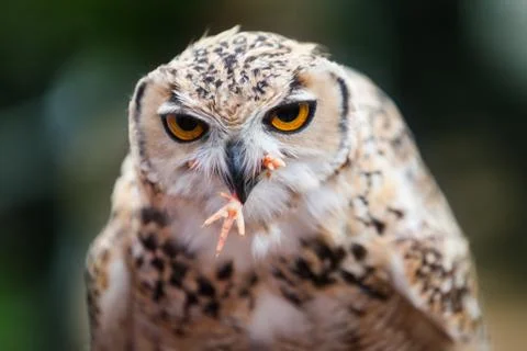 Pharaoh eagle-owl Stock Photos