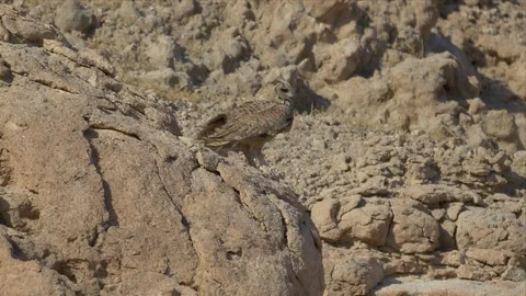 Pharaoh Eagle-Owl Resting Calmly on Rocky Desert Cliff in Daylight 4K Stock Footage 340276719