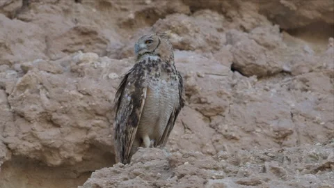 Pharaoh Eagle-Owl Resting Calmly on Rocky Desert Cliff in Daylight 4K Stock Footage 340315934