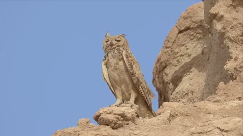 Pharaoh Eagle-Owl Resting on a Sandy Desert Rock Outcrop Stock Footage 343913110