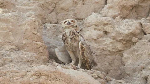 Pharaoh Eagle-Owl Standing Alert on a Rocky Desert Embankment Stock Footage 342486518
