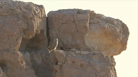 Pharaoh Eagle-Owl Standing on a Rock Ledge in Arid Desert Terrain Vídeo Stock 342487788