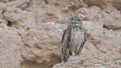 Pharaoh Eagle-Owl Yawning While Perched on Sandy Desert Cliff 4K Stock Footage 340316092