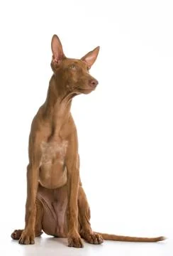 Pharaoh hound Stock Photos