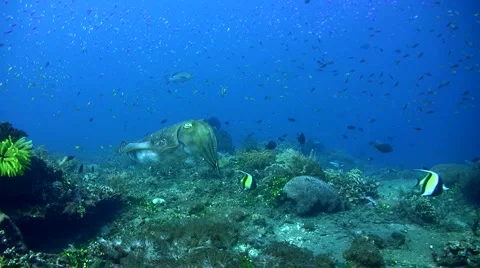 Pharaon cuttlefish (Sepia pharaonis) changing color Stock Footage 6683864