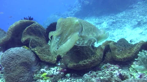 Pharaon cuttlefish (Sepia pharaonis) changing color Stock Footage 34749912