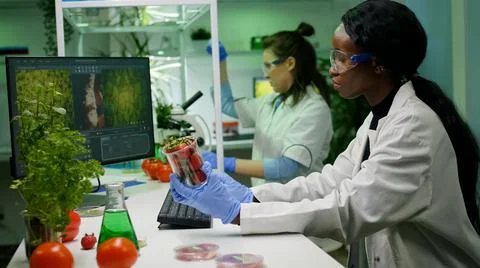 Pharmaceutical scientist looking at strawberry injecting with pesticides Stock Photos