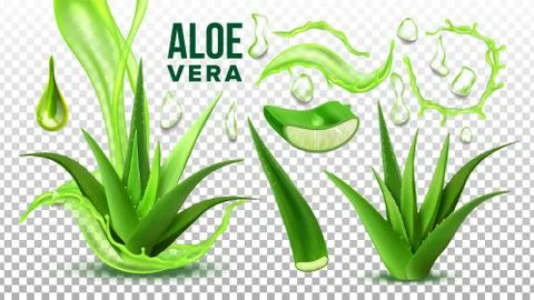 Pharmacy Succulent Aloe Vera Elements Set Vector Stock Illustration
