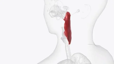 The pharynx, commonly called the throat, is a passageway that extends from .. Stock Illustration