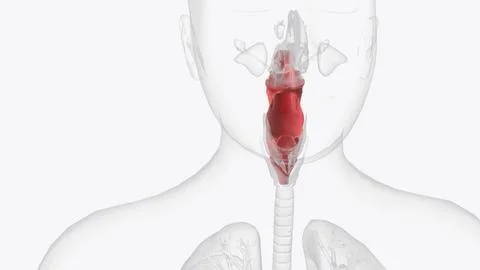 The pharynx, commonly called the throat, is a passageway that extends from .. Stock Illustration