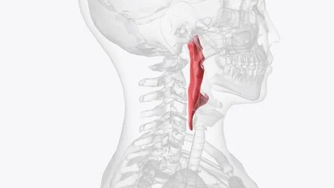 The pharynx, commonly called the throat, is a passageway that extends from .. Stock Illustration