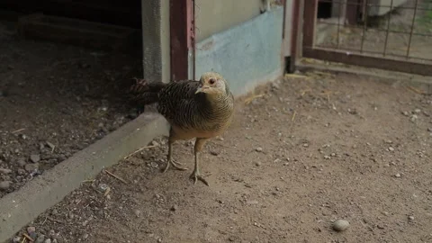 PHASANES AND PEACOCKS Stock Footage 158050325