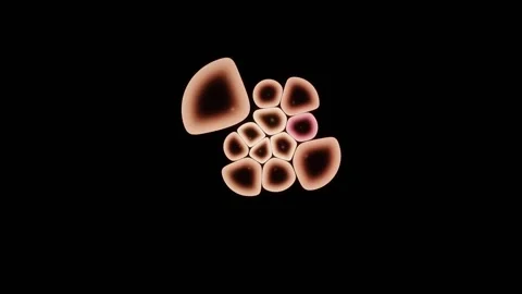 Phase Contrast Gives Every Cell A Bright Surrounding Halo Stock Footage 344512939