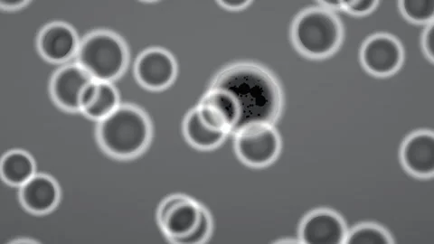 Phase contrast microscopy unstained blood cells loop 스톡 동영상 343137792