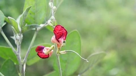  Phaseolus semierectus  Stock Photos