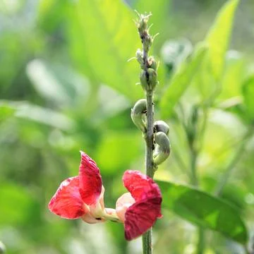 Phaseolus semierectus  Stock Photos
