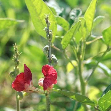 Phaseolus semierectus Stock Photos