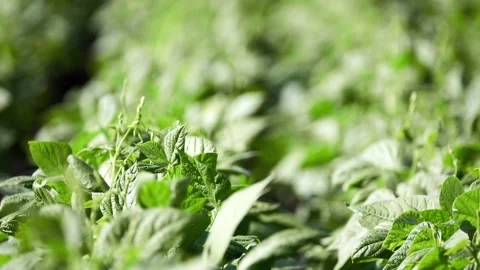 Phaseolus vulgaris, common bean and French bean, is herbaceous annual plant g Stock Footage 213339834