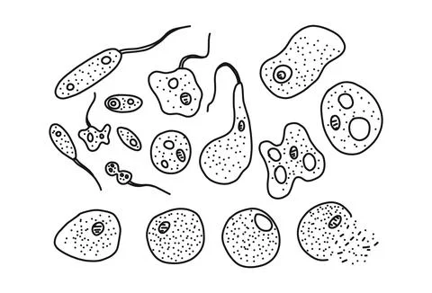 Phases in life, bacteria set, vector illustration. Stock Illustration