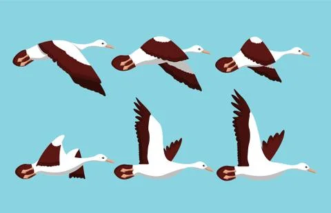 Phases of movement of the wings in the flight of a bird Illustrazione stock