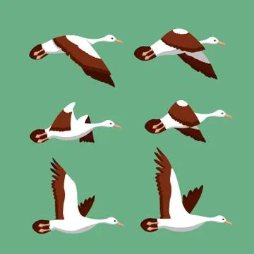Phases of movement of the wings in the flight of a bird vector	 Stock Illustration