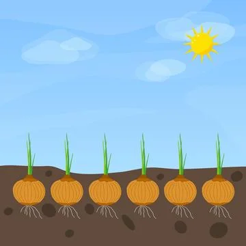 Phases of onion growth イラスト素材