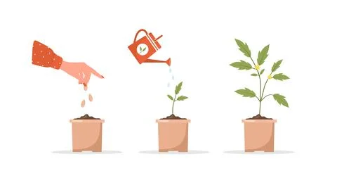 Phases seedling growing in pot. Stages of plant growth from sprout to vegetable 스톡 일러스트