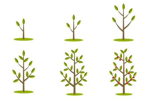 Phases of tree growth イラスト素材